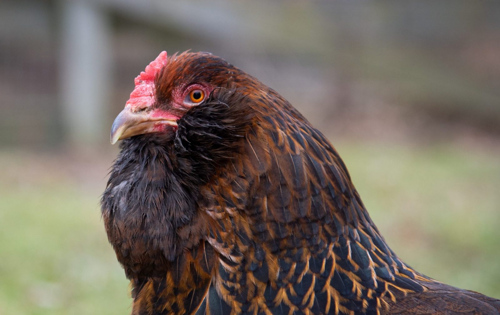 Beeley Pippin hen at Farm Sanctuary