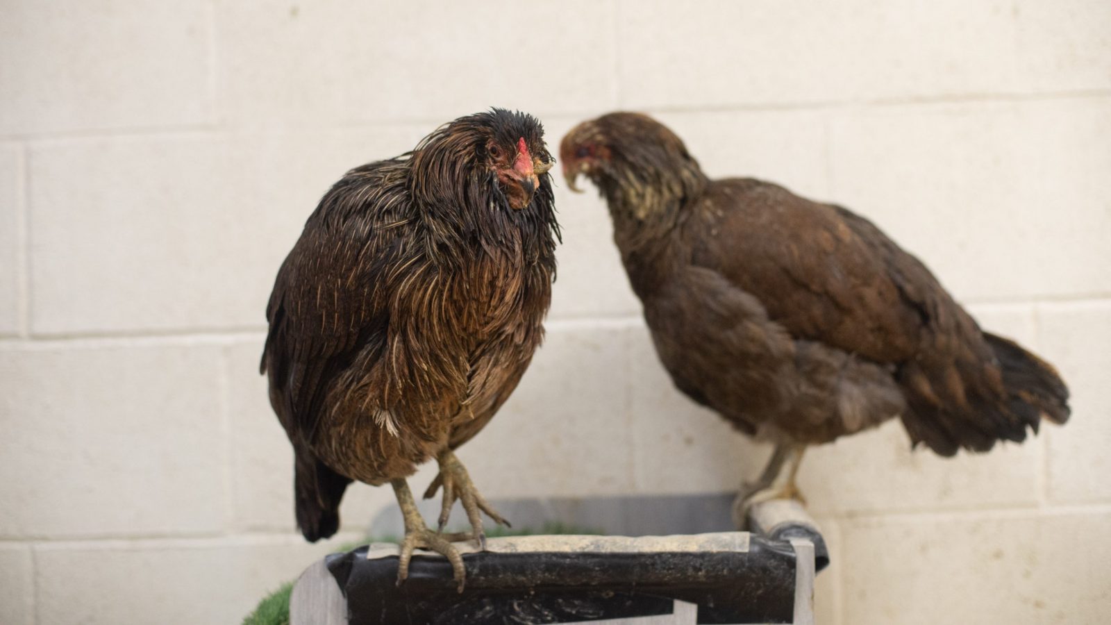Vector and Bella hens at Farm Sanctuary