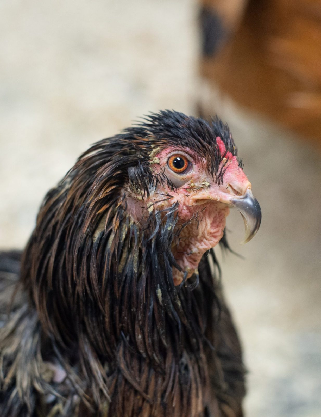 Vector hen at Farm Sanctuary