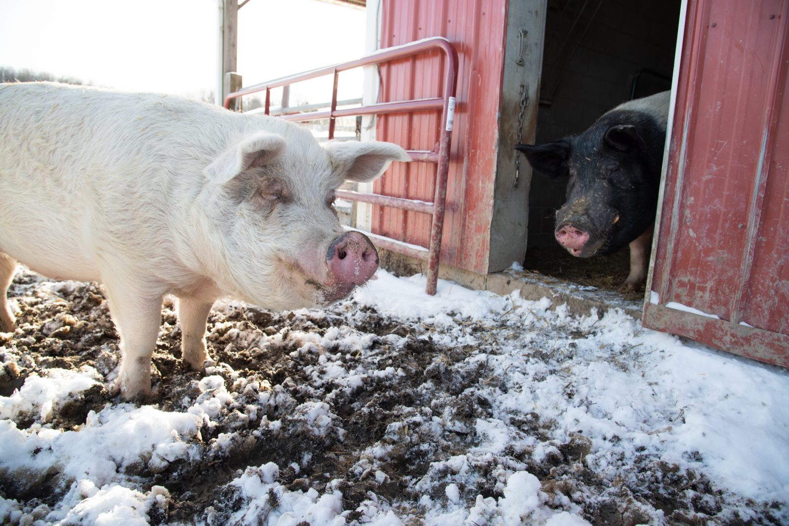 Jane and Sebastian pigs