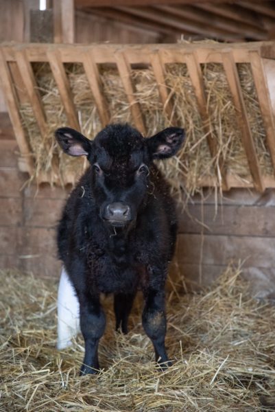 Rita at Farm Sanctuary