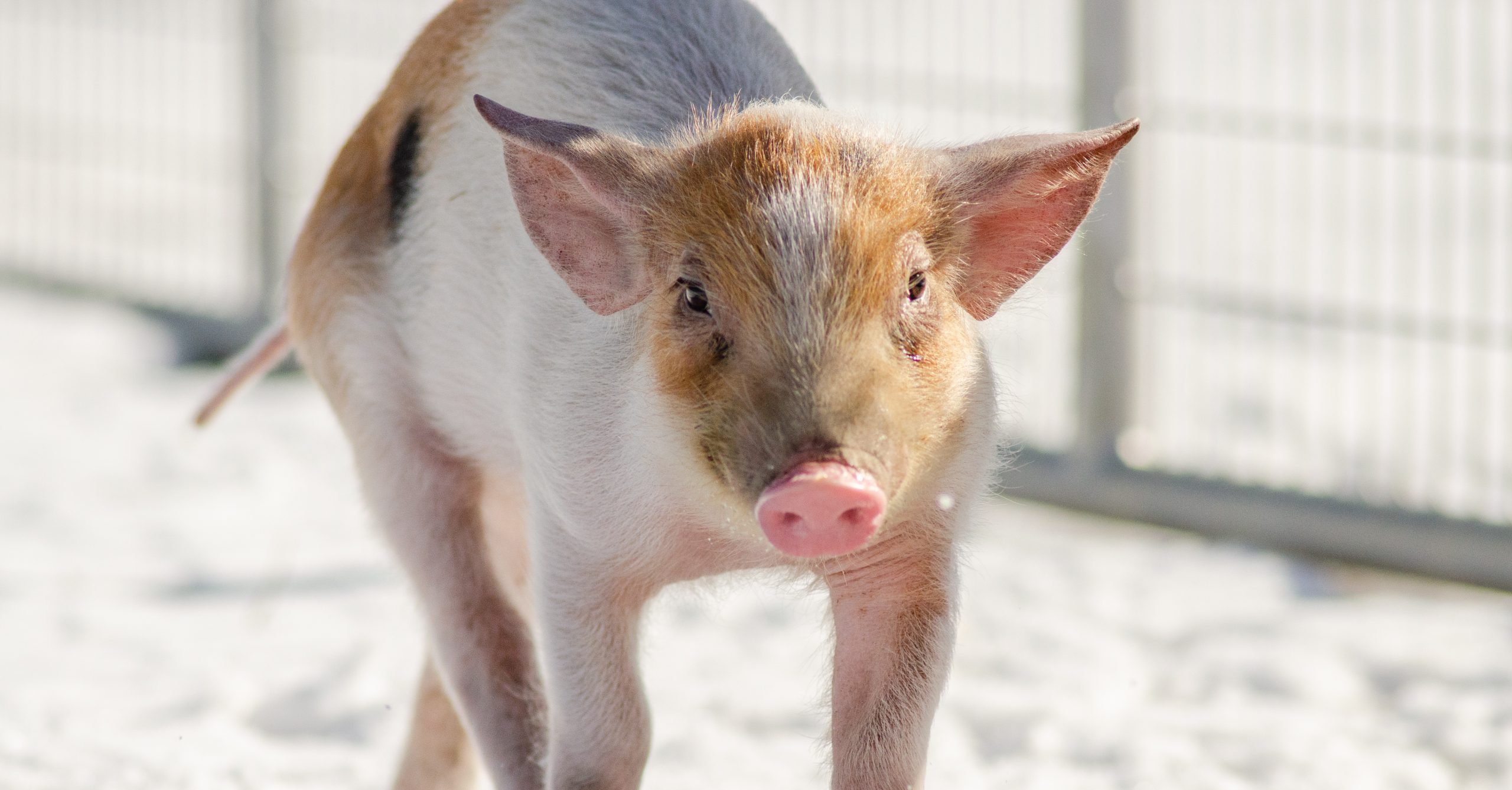 George pig in the snow