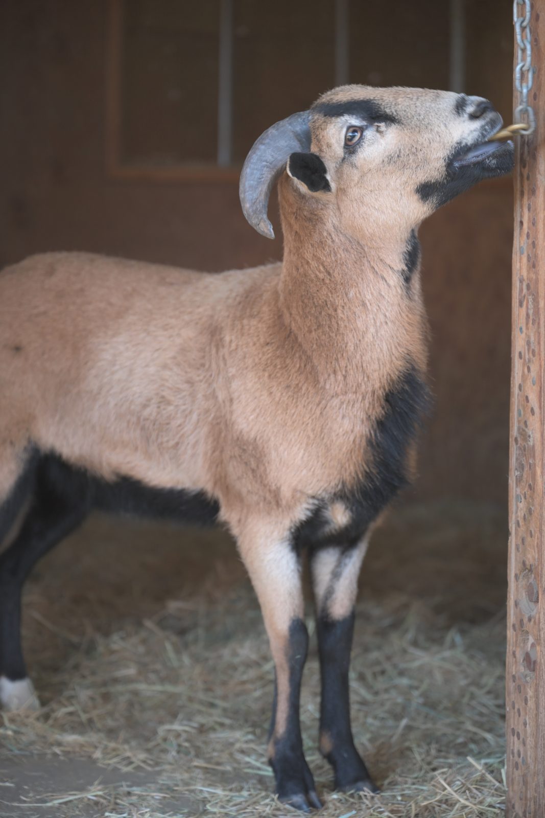 Boots sheep at Farm Sanctuary