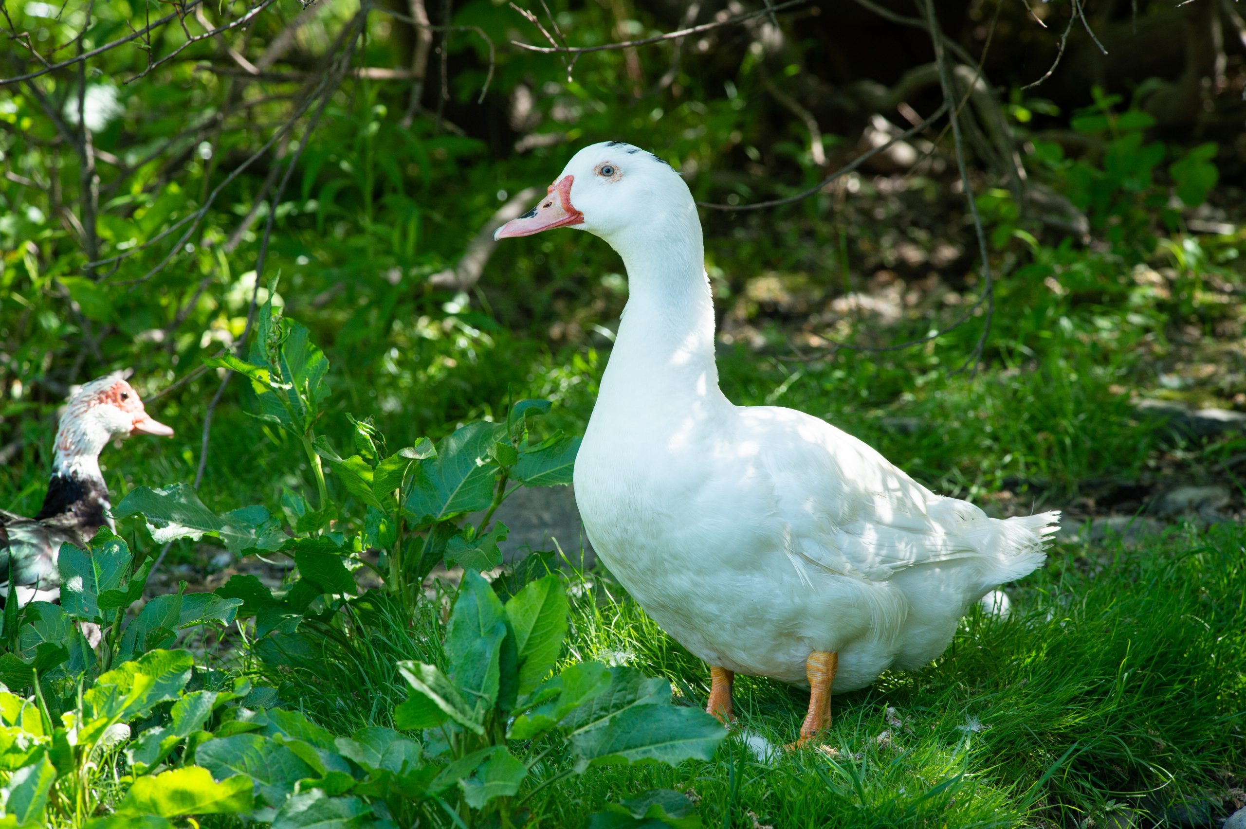 Matisse Duck at Farm Sanctuary's New York shelter