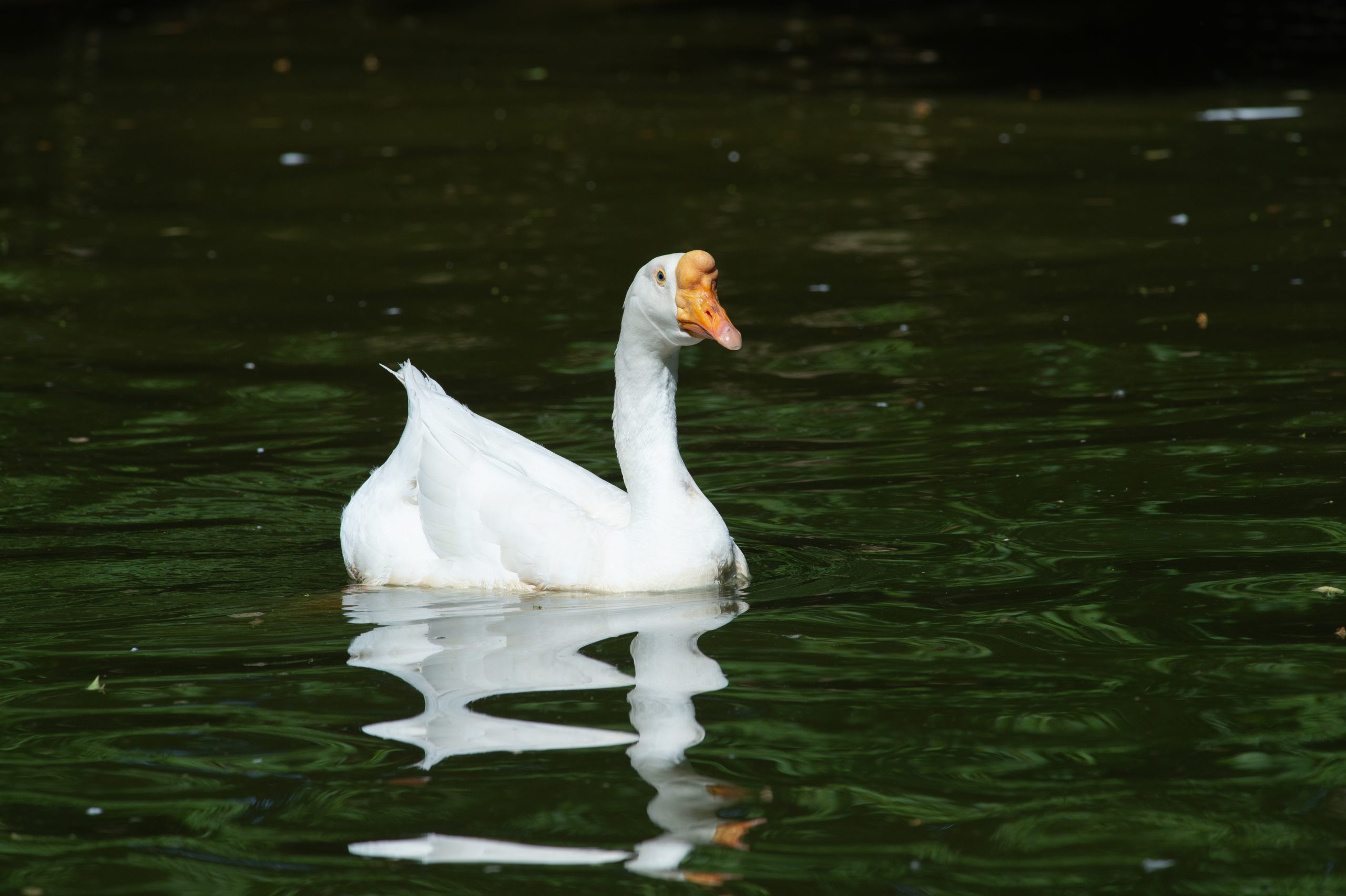 Thatcher Goose at Farm Sanctuary's New York shelter