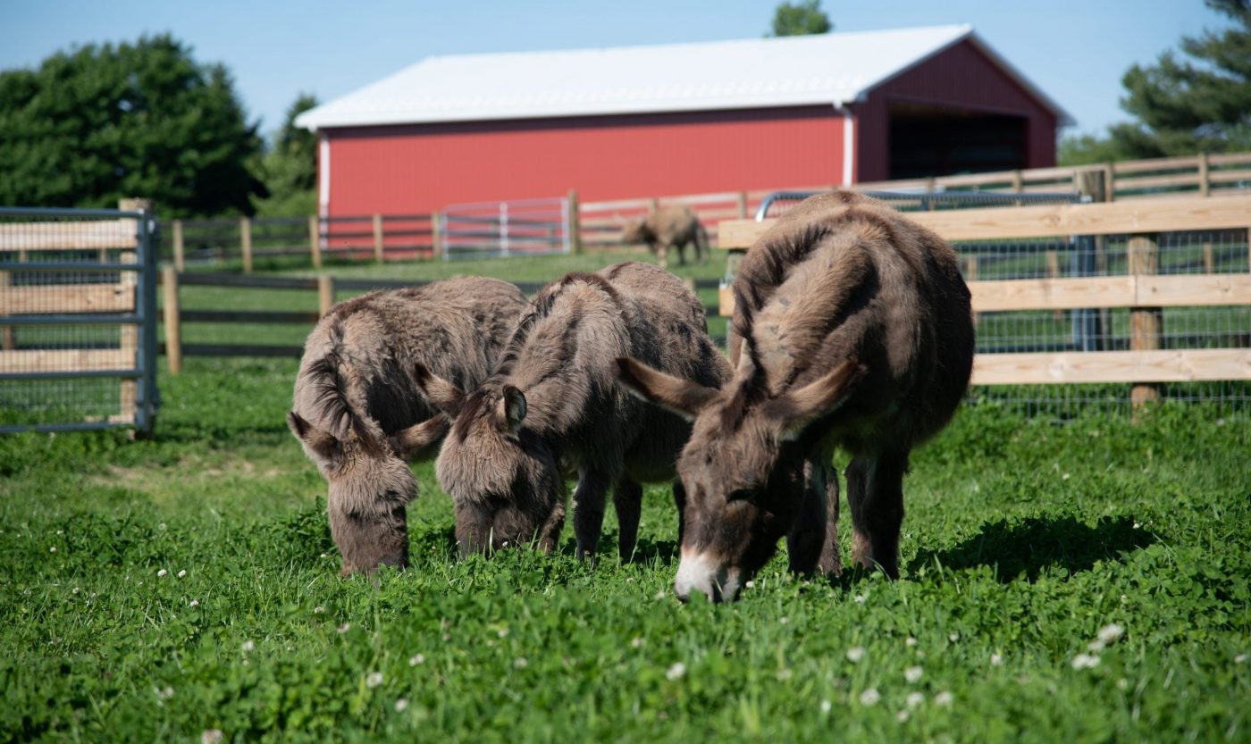 MJ Donkey at Farm Sanctuary's New York shelter