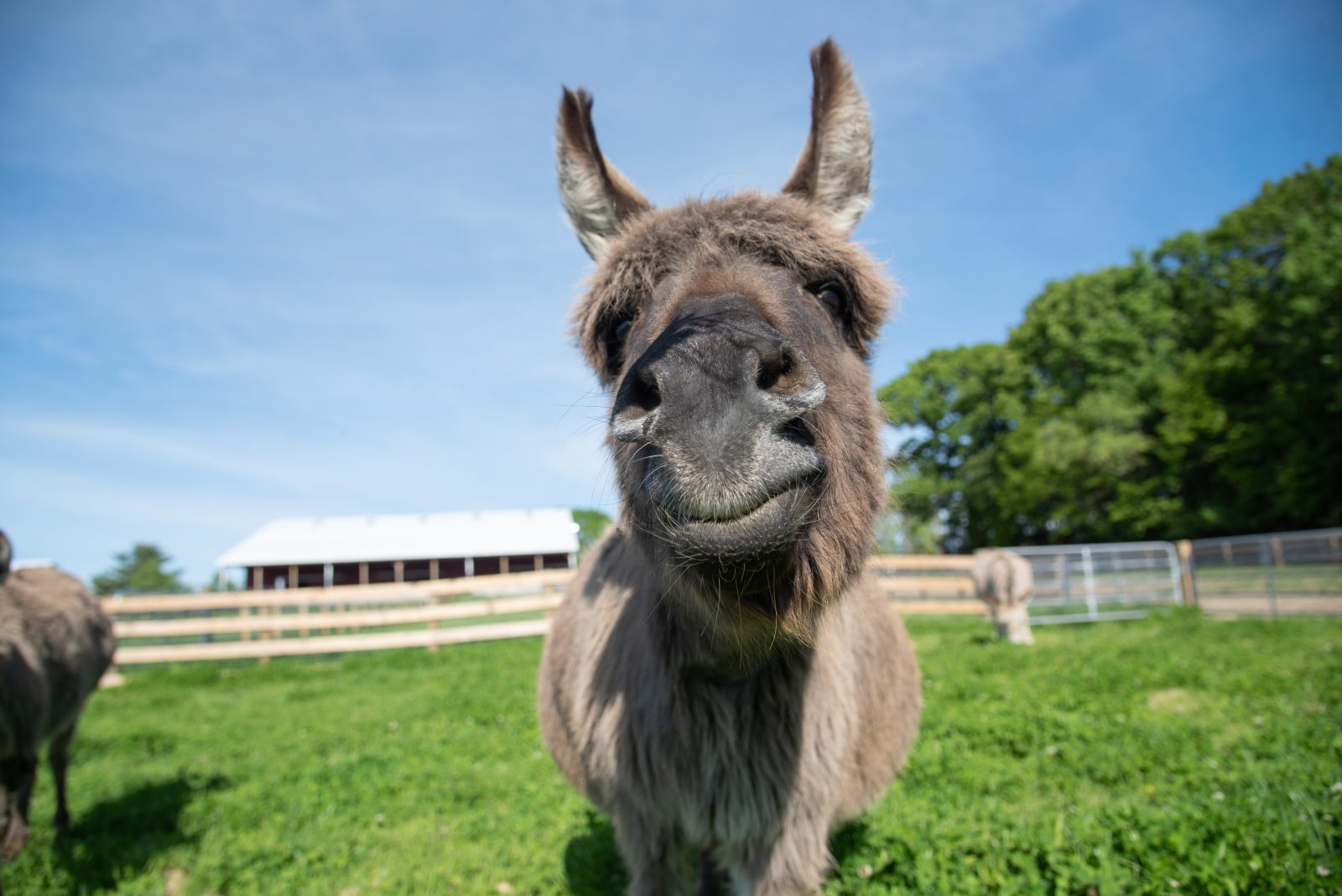 MJ Donkey at Farm Sanctuary's New York shelter