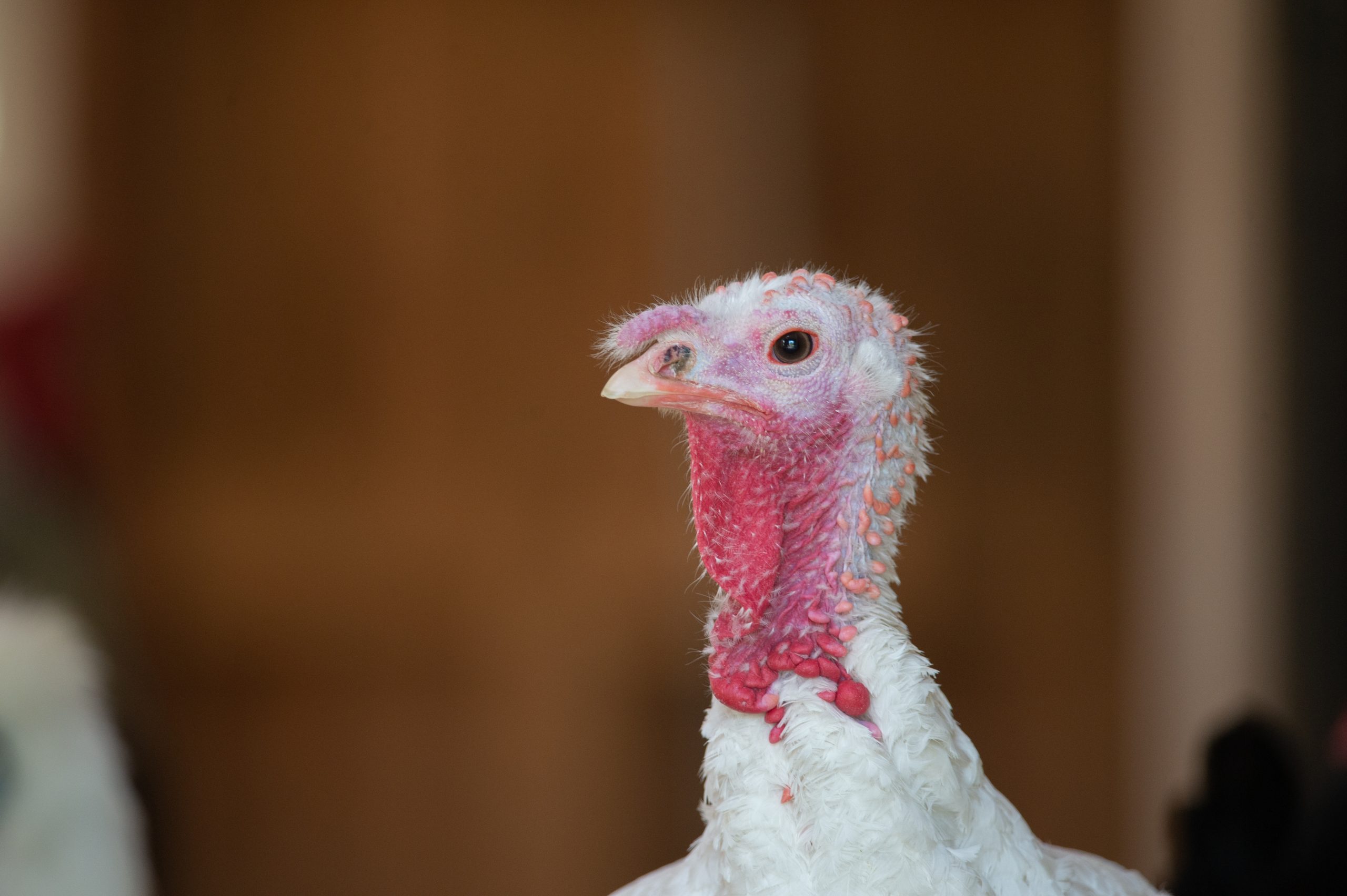 Cecelia Turkey at Farm Sanctuary's New York shelter