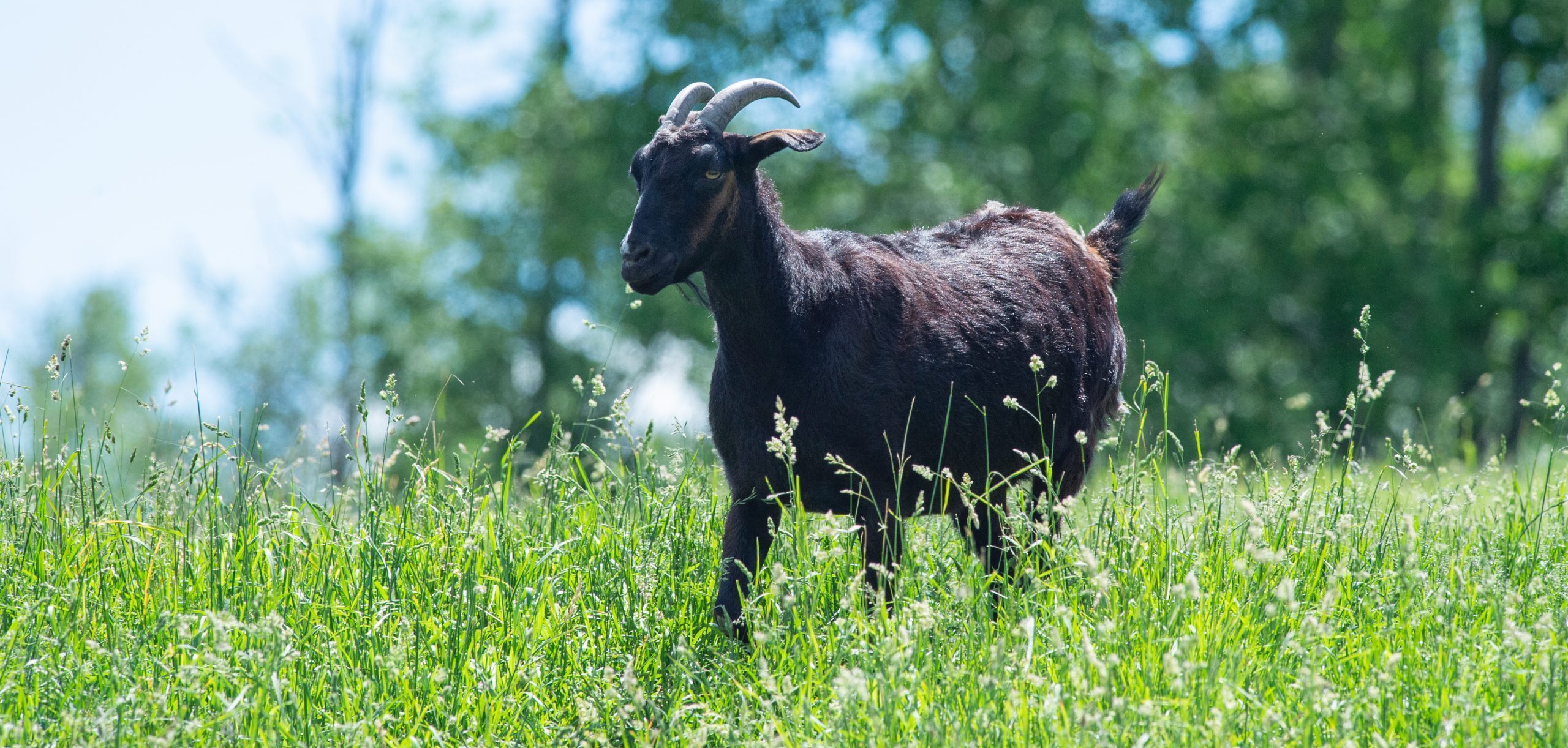 Jennifer Goat at Farm Sanctuary's New York shelter