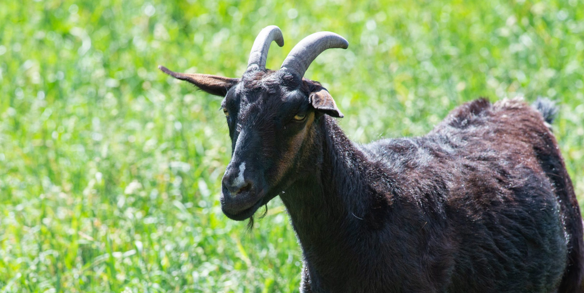 Jennifer Goat at Farm Sanctuary's New York shelter