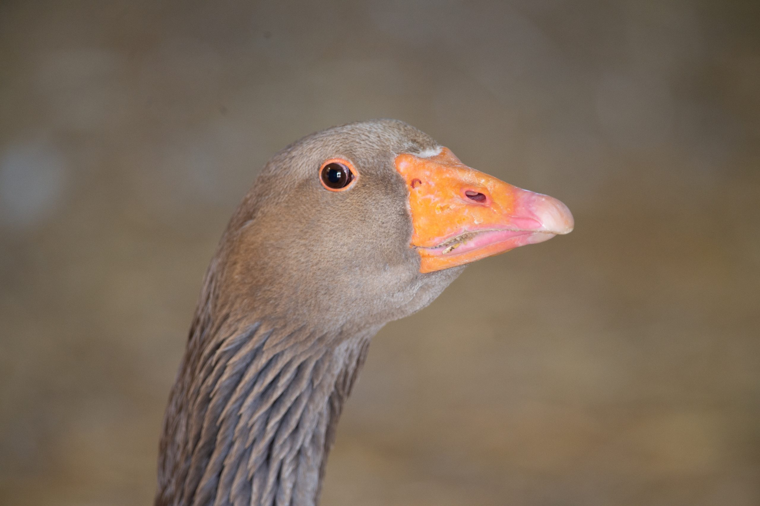 Willie Goose at Farm Sanctuary