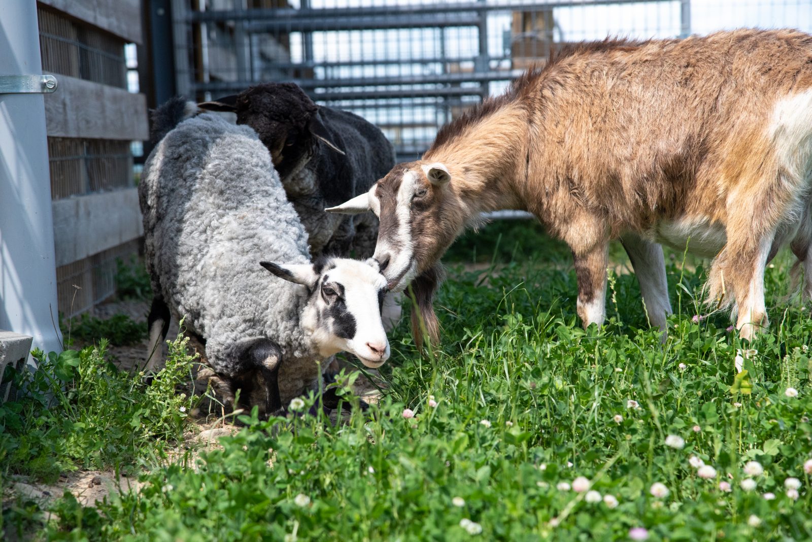 Appa Sheep (left) and Clarabell Goat (right)