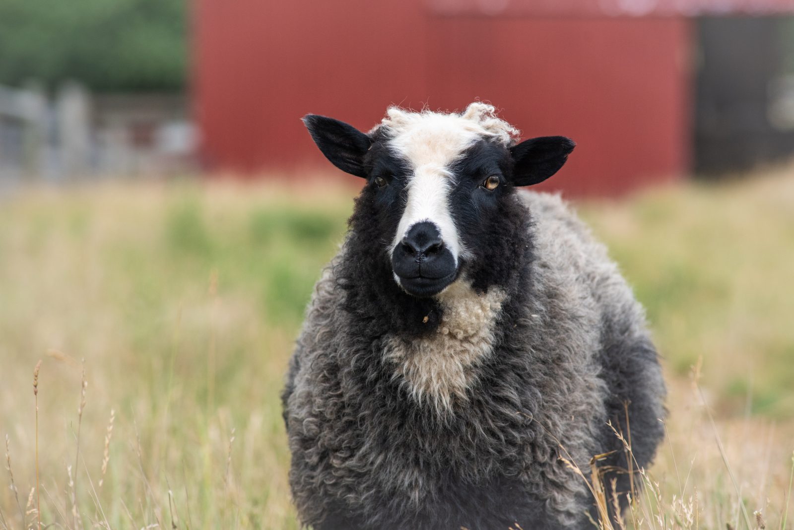 Lorelei sheep at Farm Sanctuary.