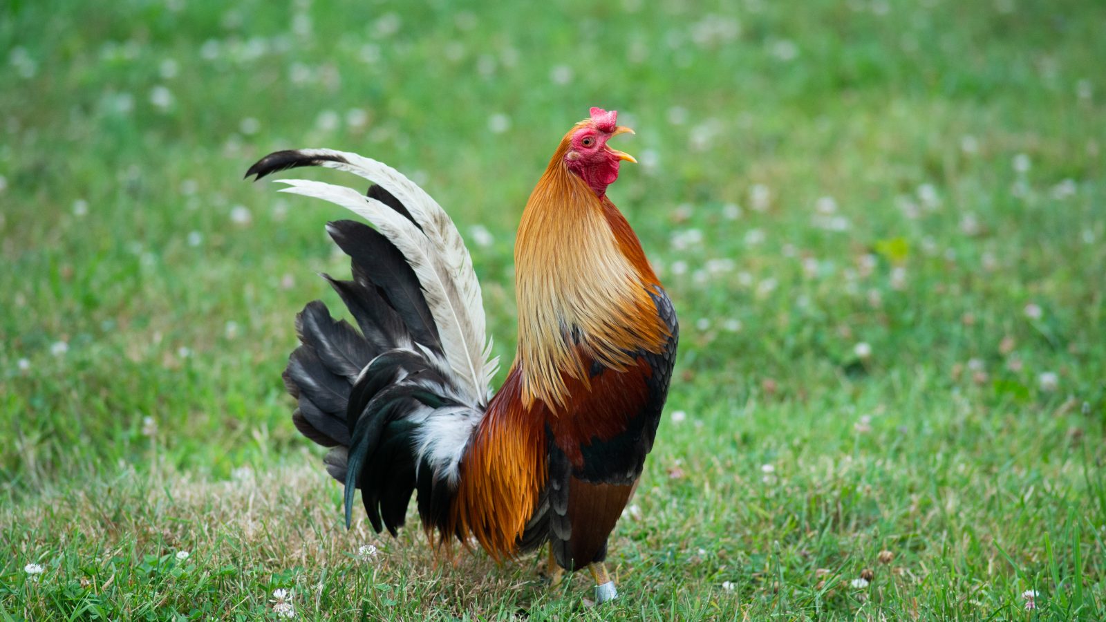 Harry rooster at Farm Sanctuary.