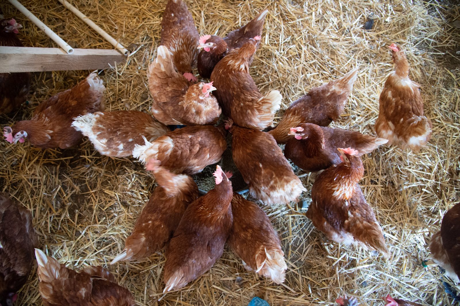 Rescued Hens from NJ fire huddled together