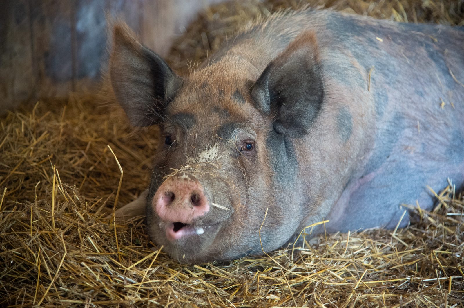 Bitsy pig at Farm Sanctuary's New York shelter