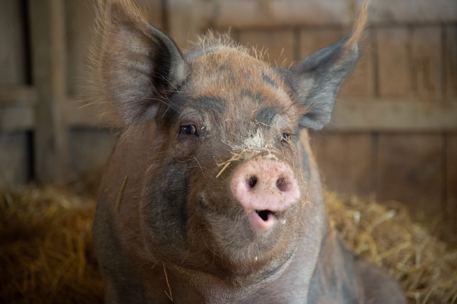 Bitsy pig at Farm Sanctuary's New York shelter