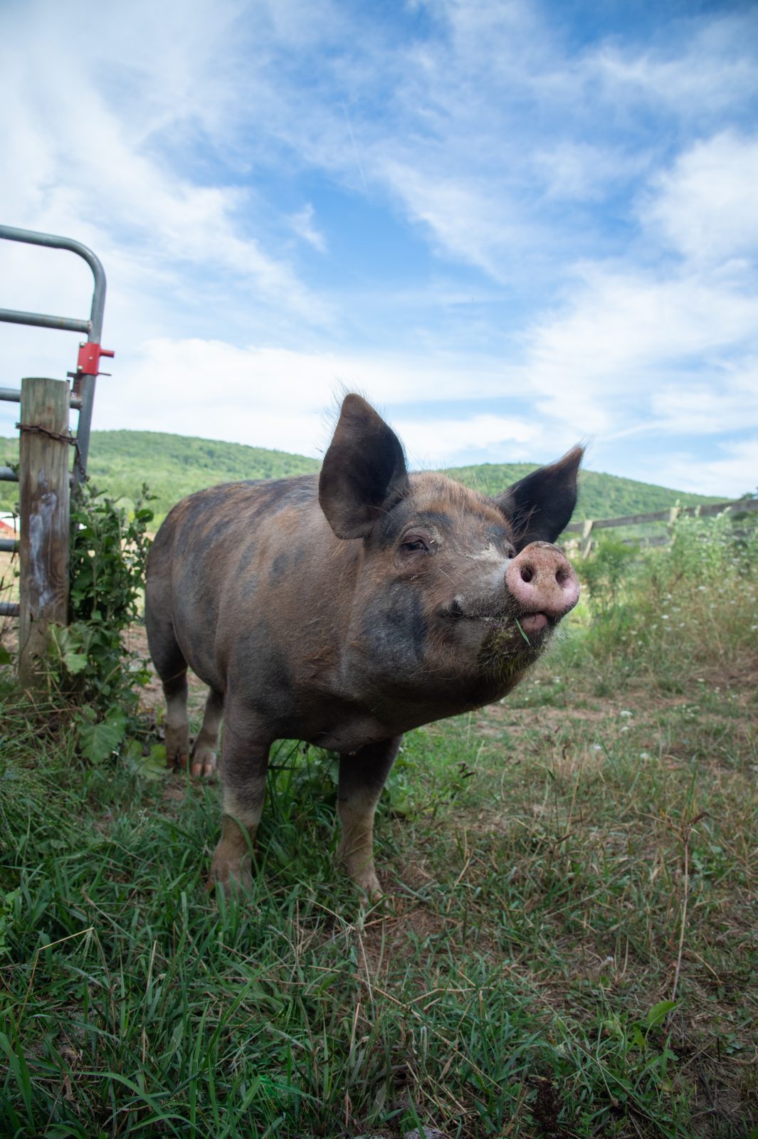 Bitsy pig at Farm Sanctuary's New York shelter