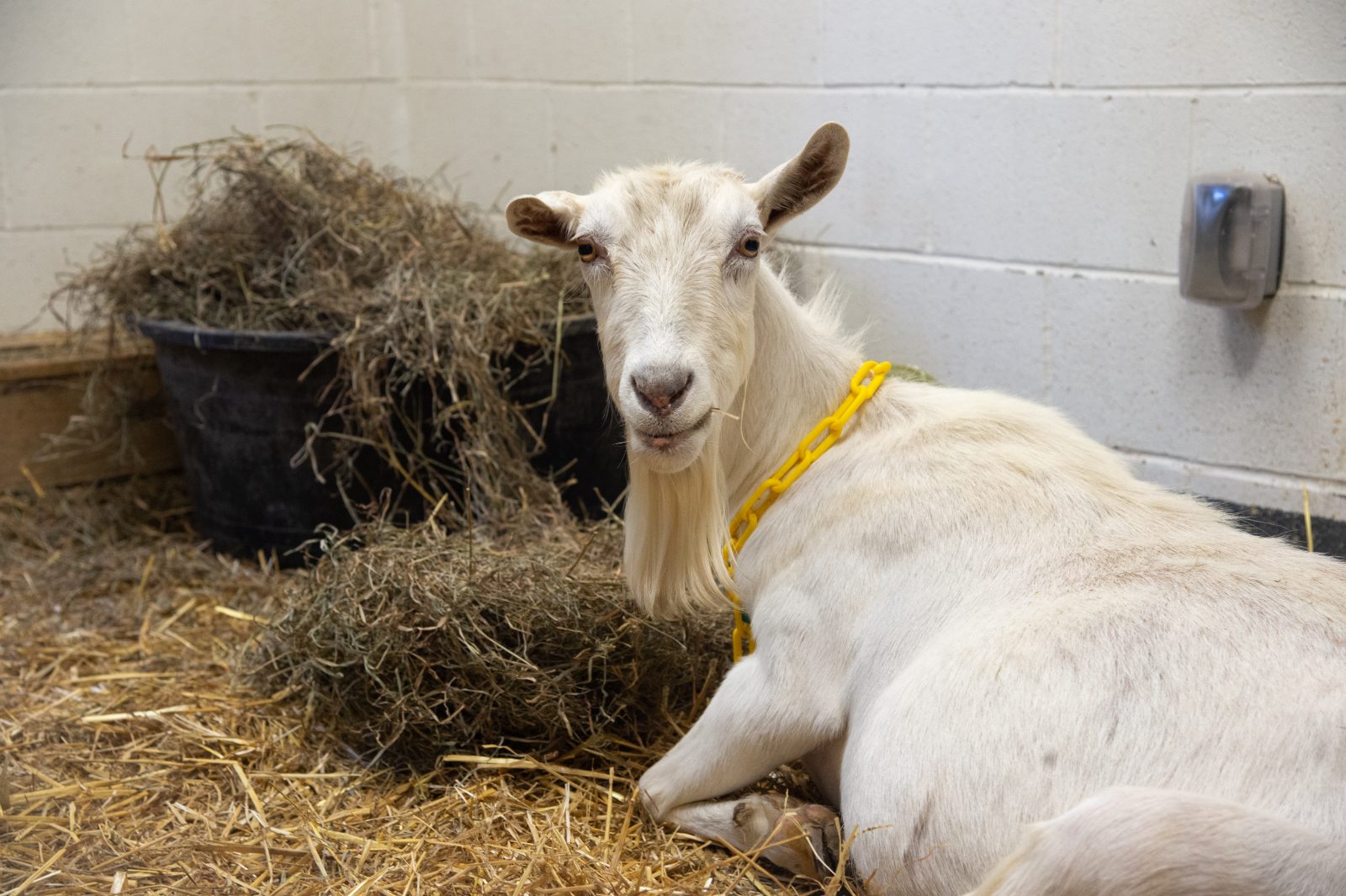 Shirley goat shortly after her rescue