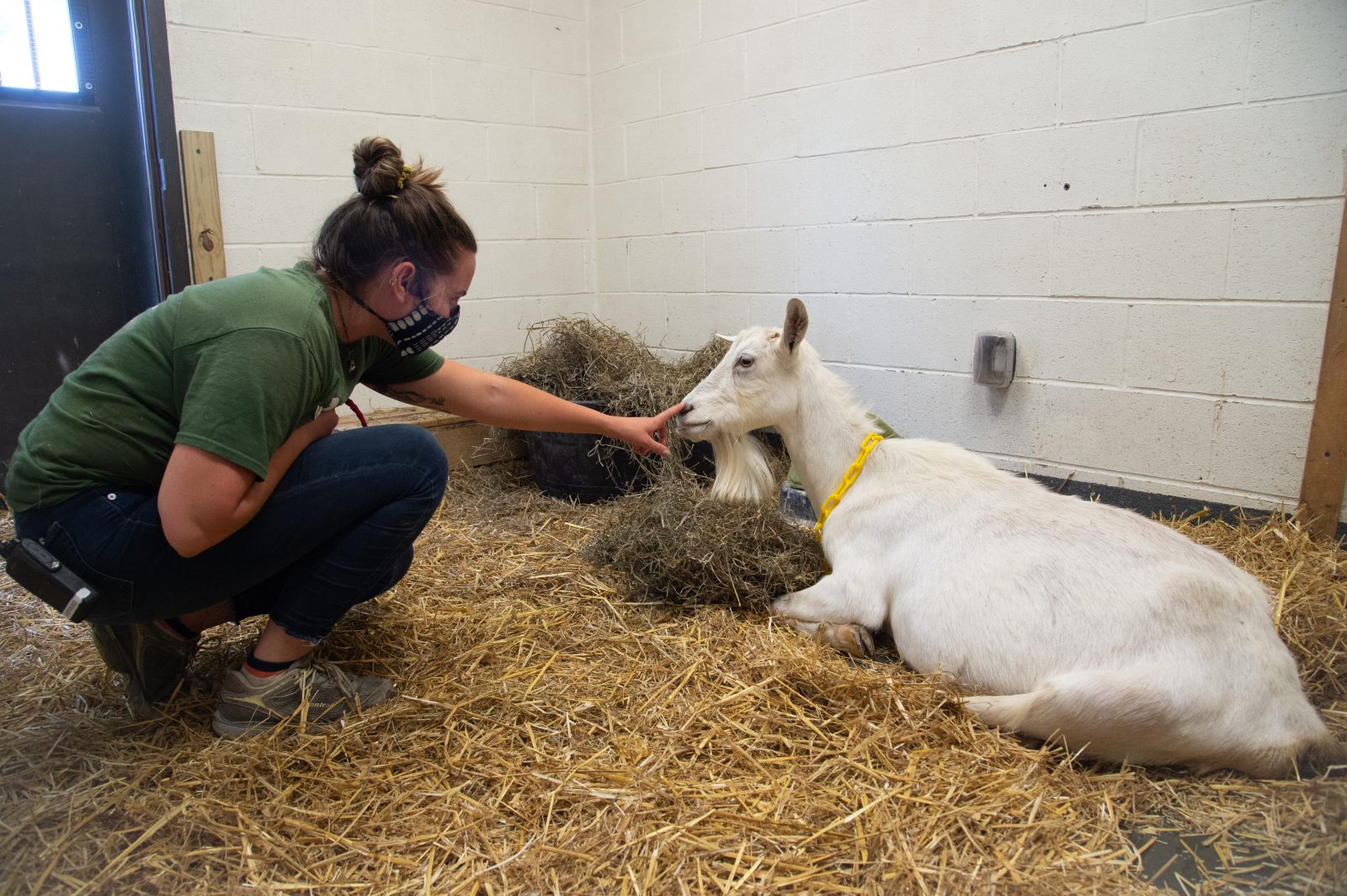 Erika Hultquist caregiver Shirley goat, shortly after her rescue