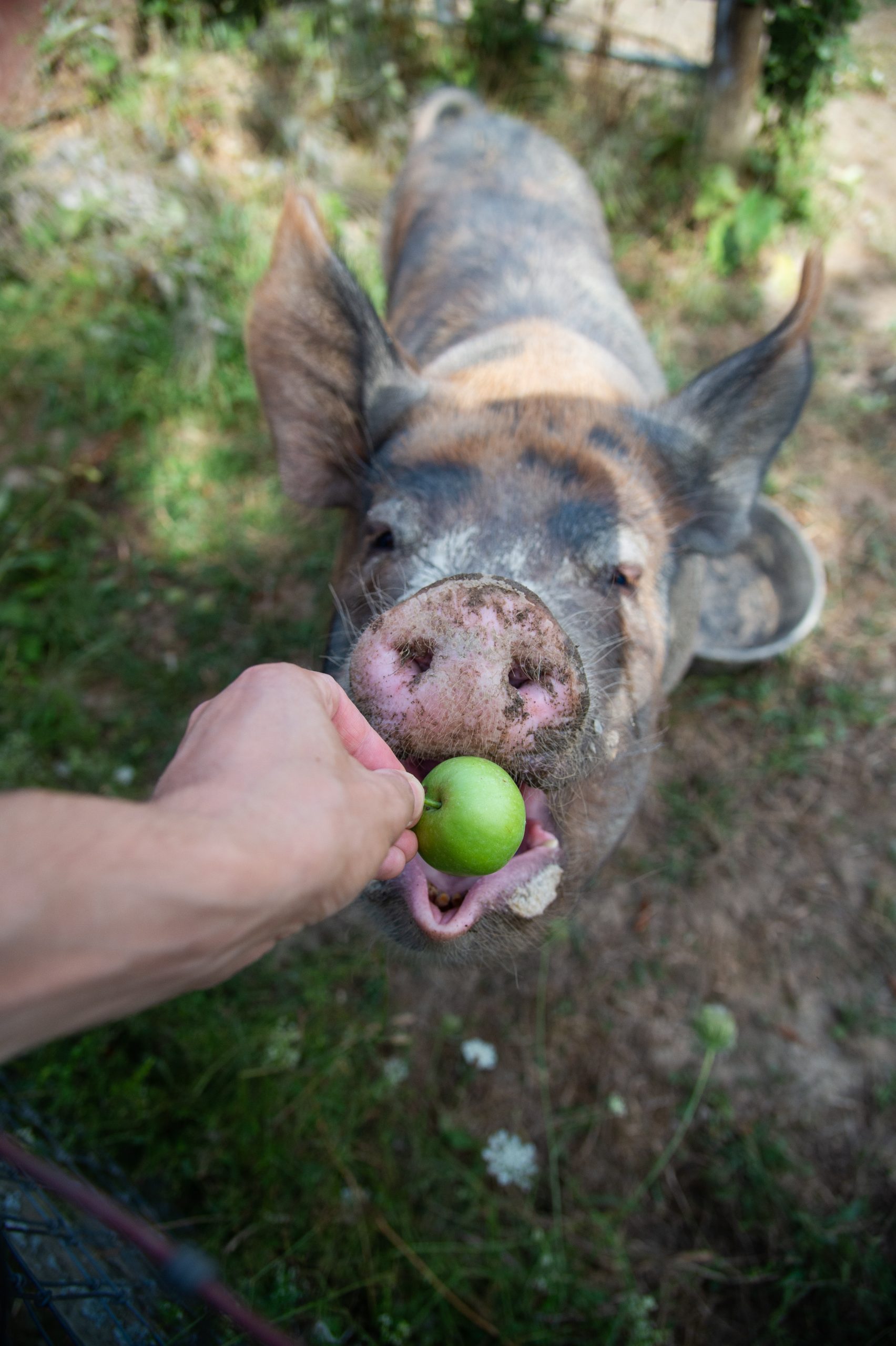 A hand feeds Bitsy pig a green apple