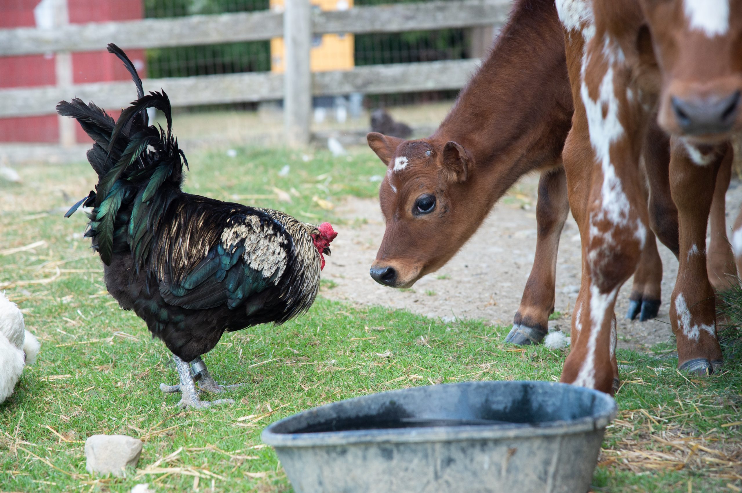 Goldenrod rooster and Freddie Calf saying hi at Farm Sanctuary