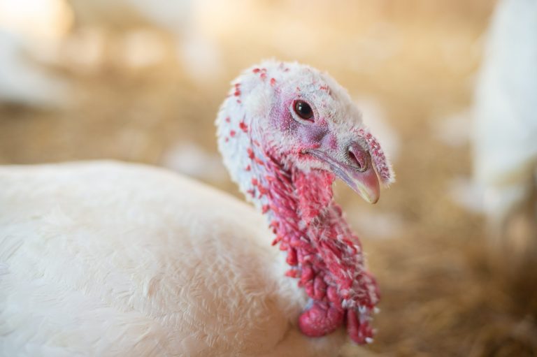 Jackie Turkey at Farm Sanctuary