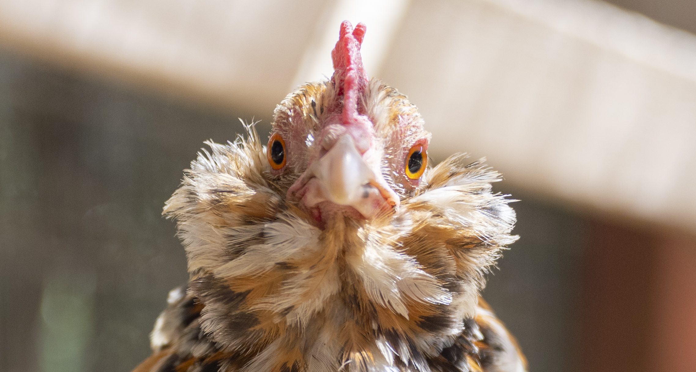 Vertical explainer photo 4 - Duemie chicken at Farm Sanctuary.