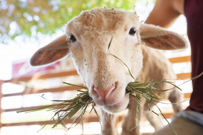 Otto Lamb with food in his mouth