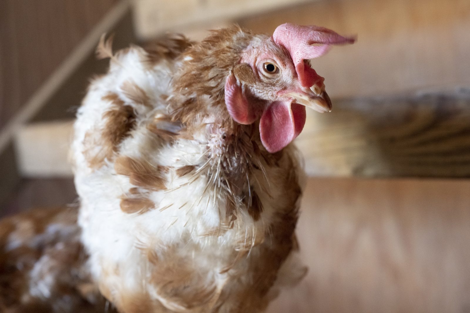 Mad Max Hen looks into the camera