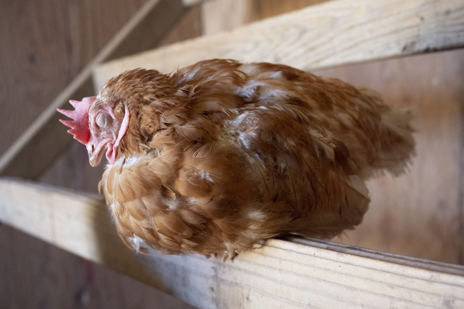 Nausicaa Hen resting