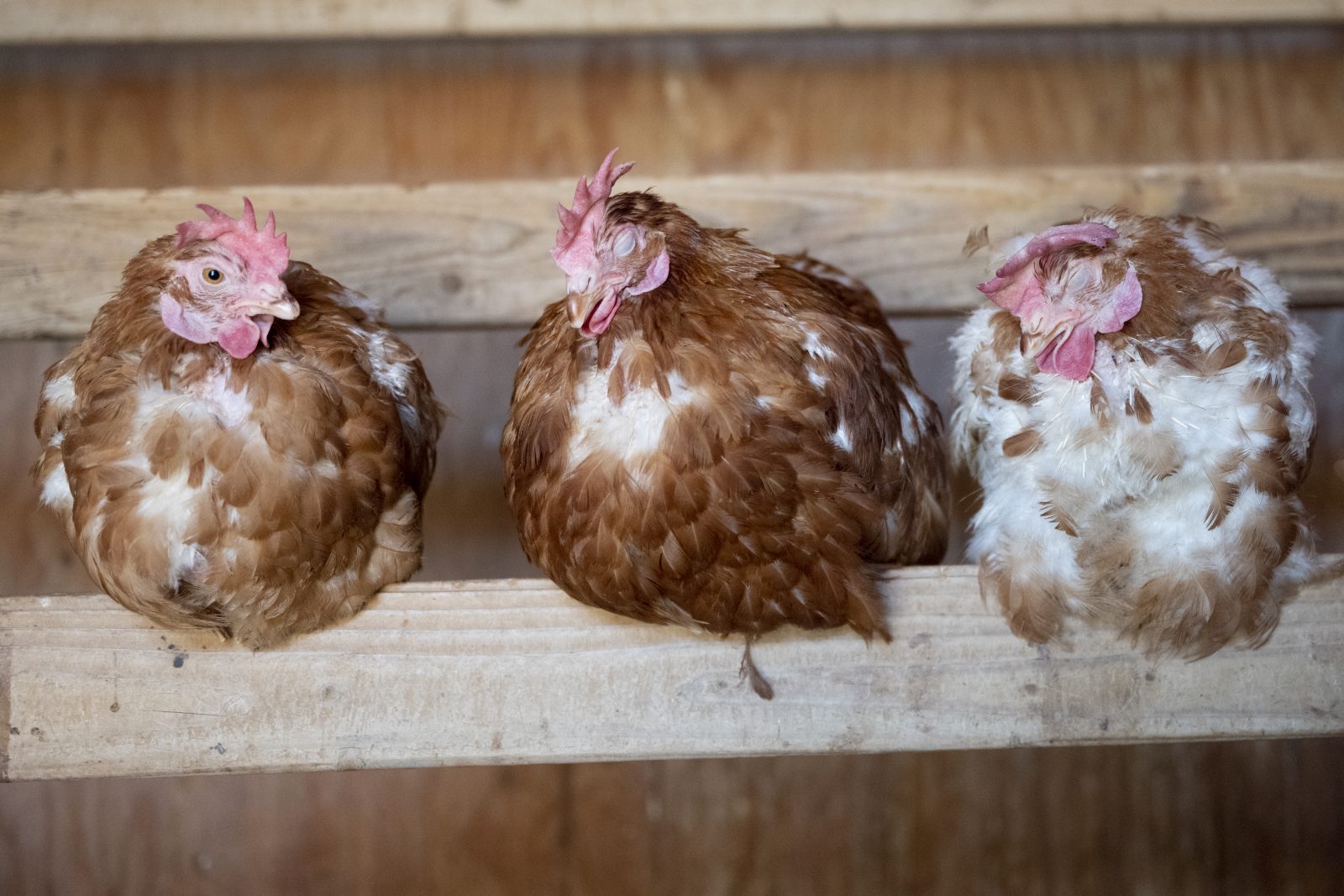 Redding Hens Nausicaa, Saphira, and Mad Max roosting peacefully at Farm Sanctuary