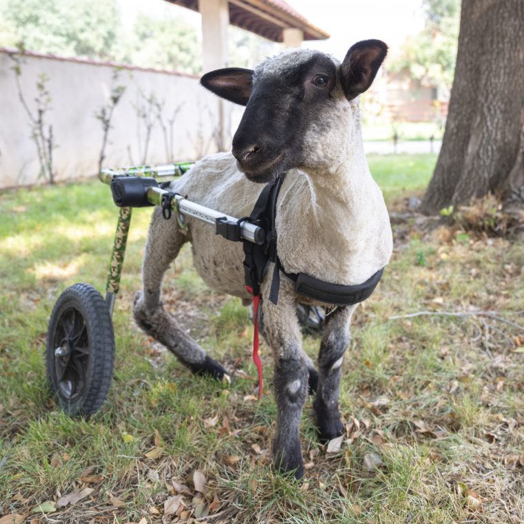 Squid lamb at Farm Sanctuary