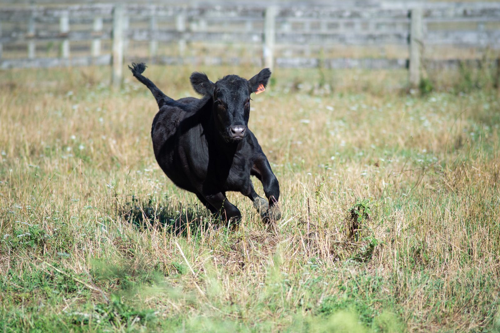 Otis calf running at Farm Sanctuary