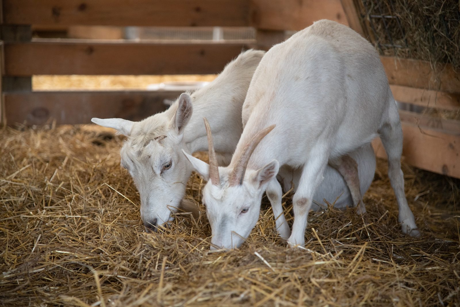 Shirley and Sadie at Farm Sanctuary