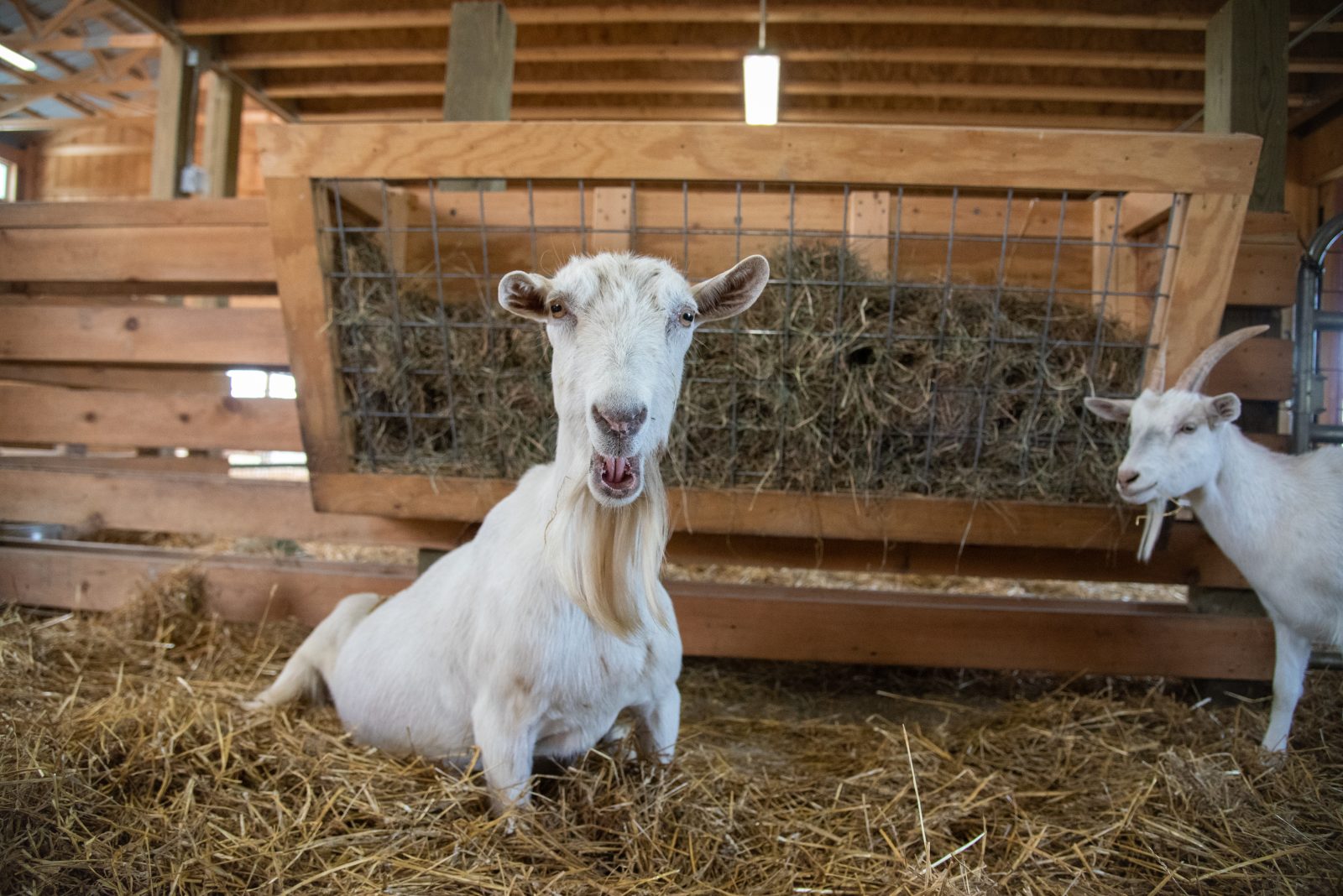 Shirley goat in the Farm Sanctuary barn with Sadie goat.