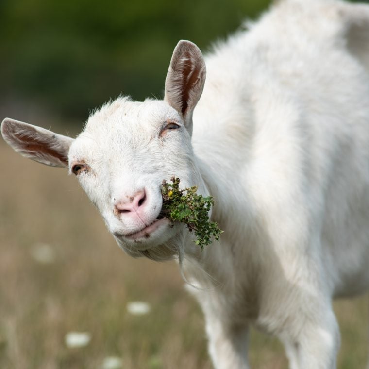 Venus Goat enjoying a snack in a field at Farm Sanctuary