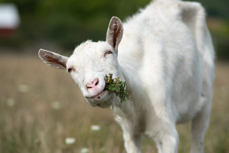 Venus Goat enjoying a snack in a field at Farm Sanctuary