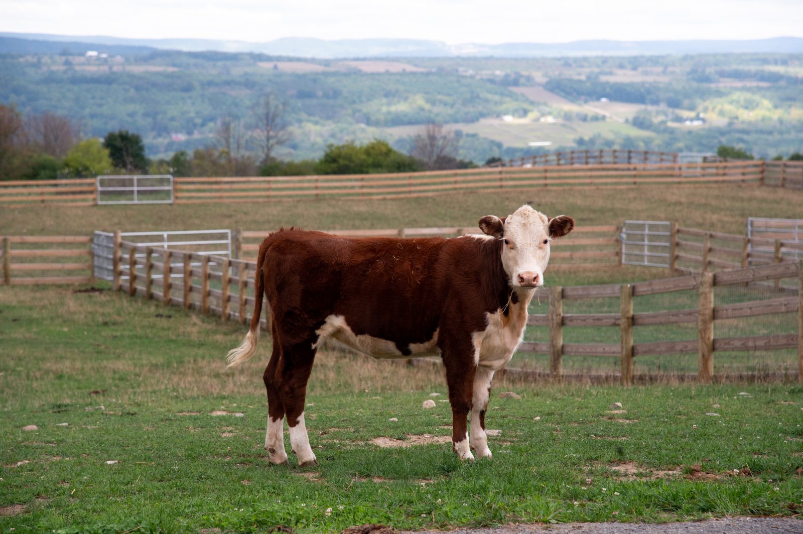 Autumn Cow at Farm Sanctuary