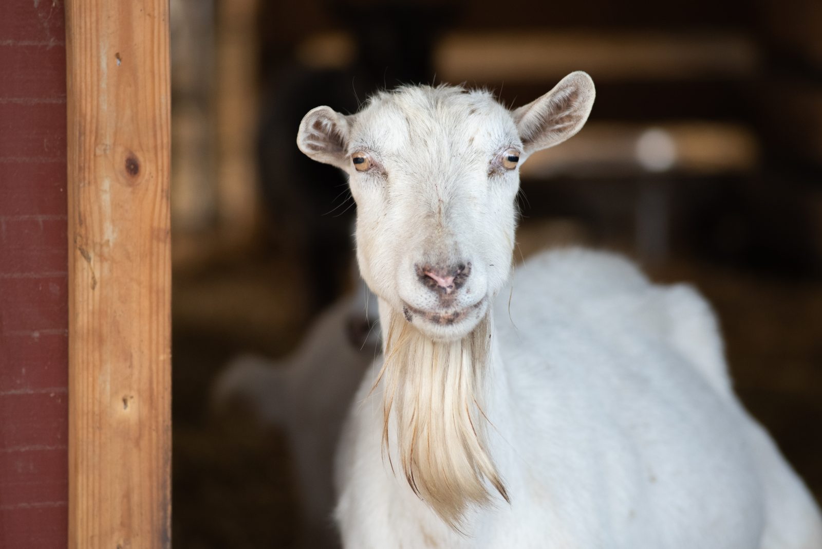 Shirley goat at Farm Sanctuary