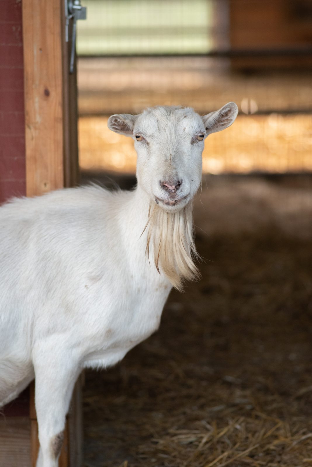 Shirley goat at Farm Sanctuary
