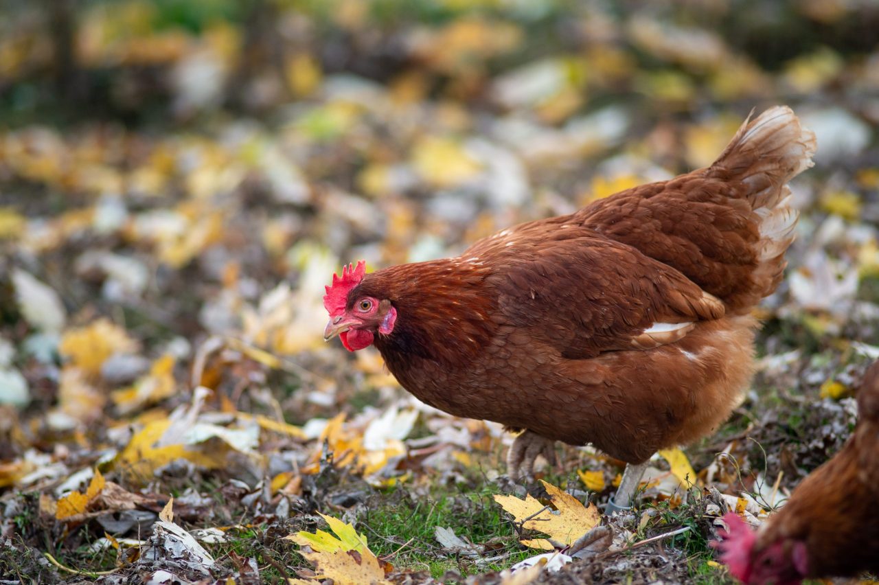 Phoenix Hen standing among grass and leaves