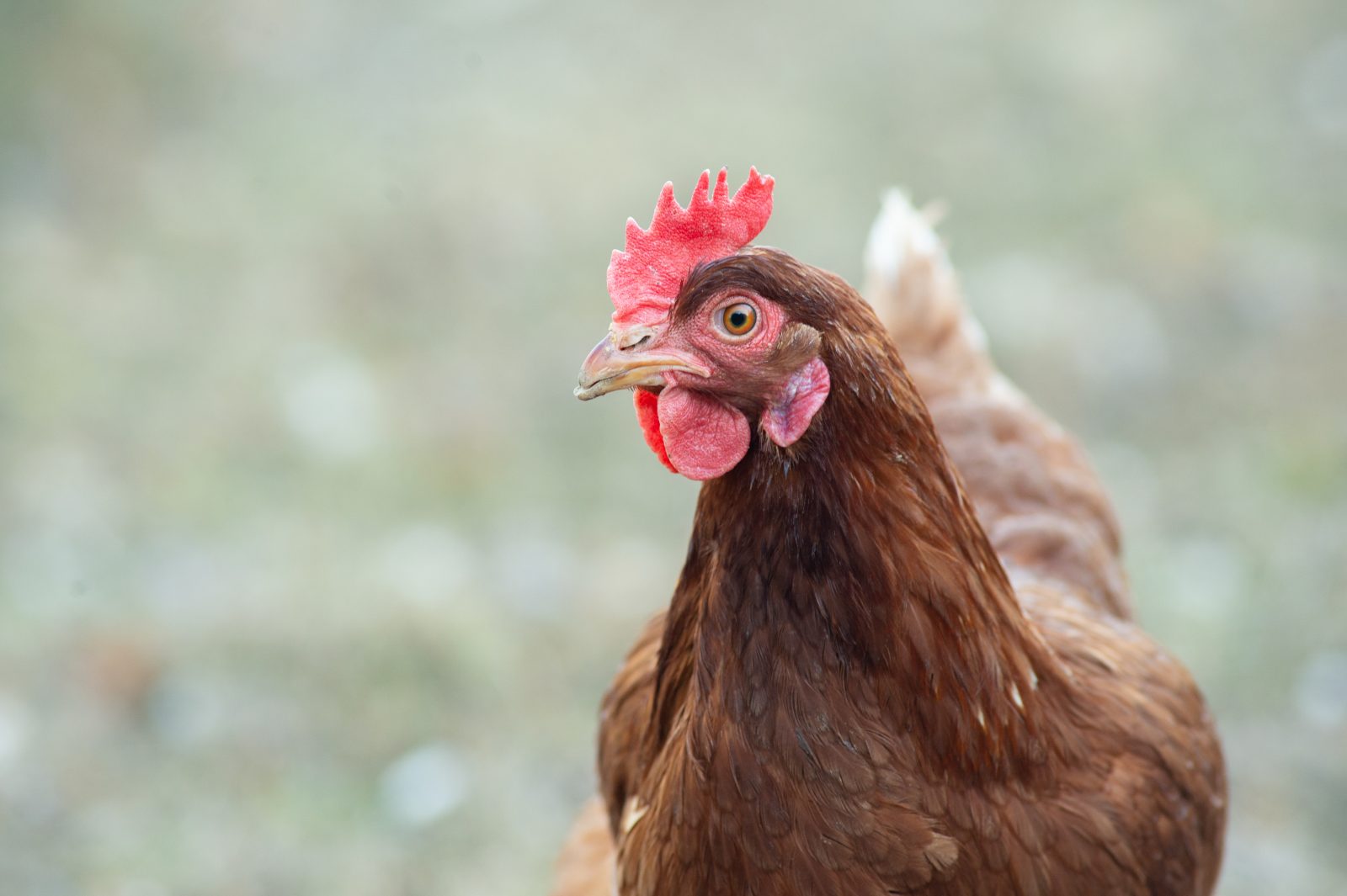 Phoenix Hen in the yard at Farm Sanctuary