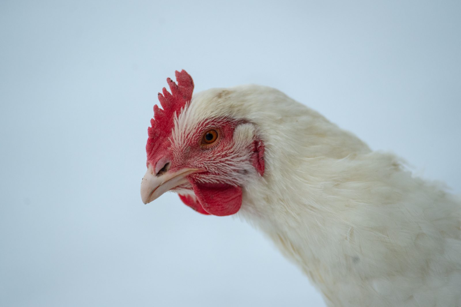 Misha hen with a snowy background