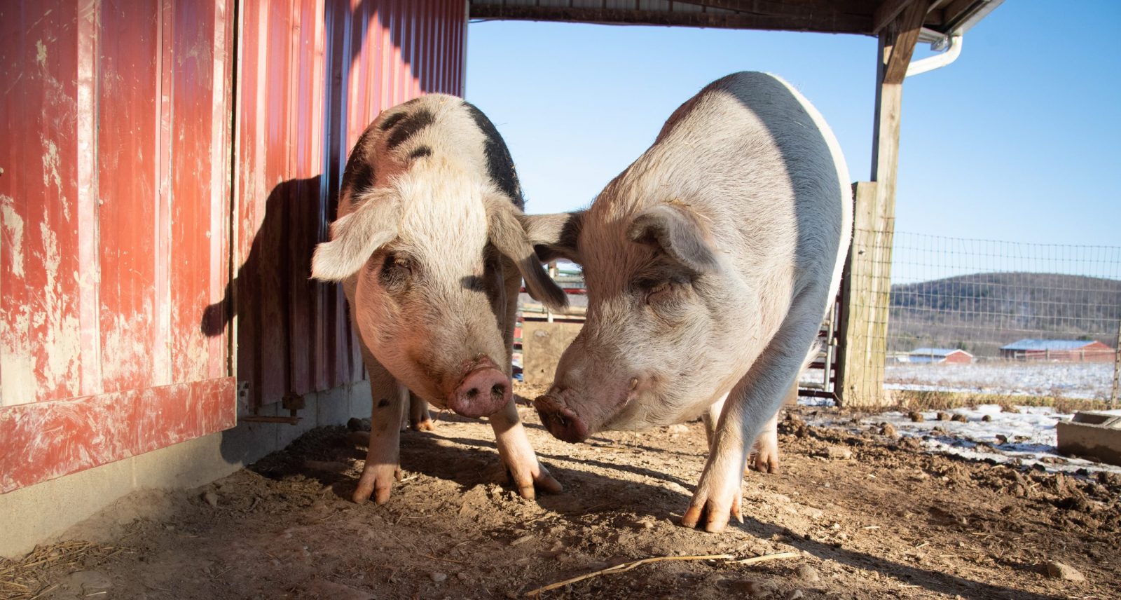 Emmett and Wyatt at Farm Sanctuary.