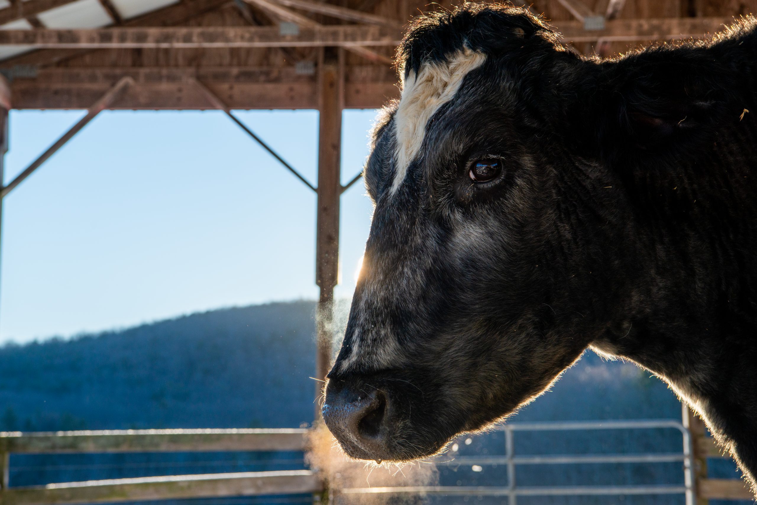 Stella at Farm Sanctuary.