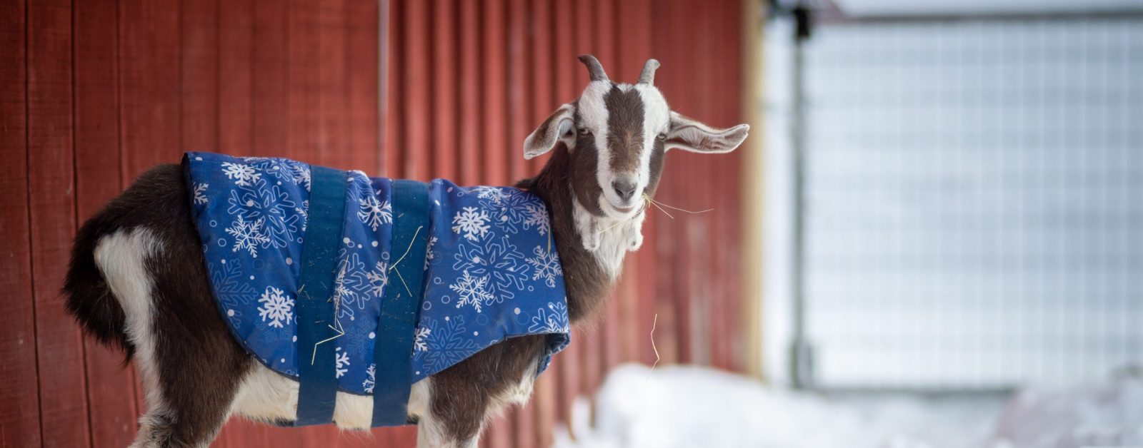 Hans goat in a blue coat stands in front of a red barn on a snowy day at Sanctuary