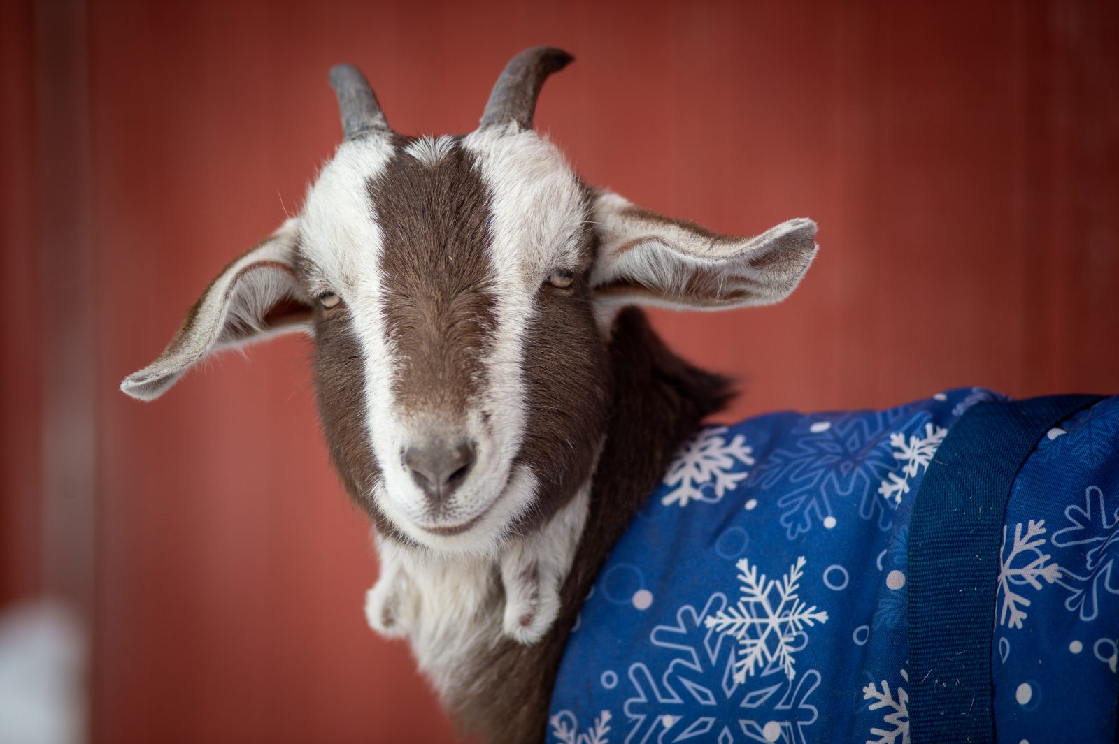 Hans goat at Farm Sanctuary