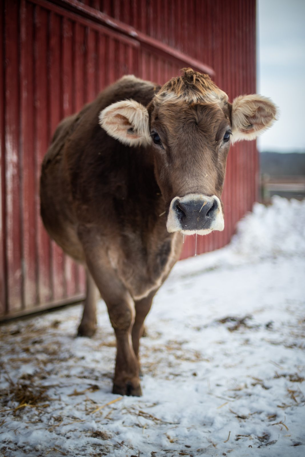 Honey cow stands in the snow at Sanctuary