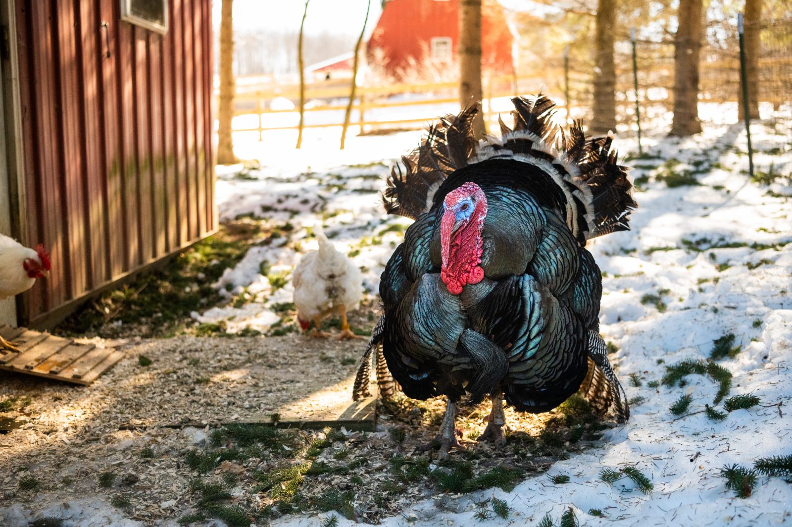 A sun-lit Thor and his chicken pals at Farm Sanctuary